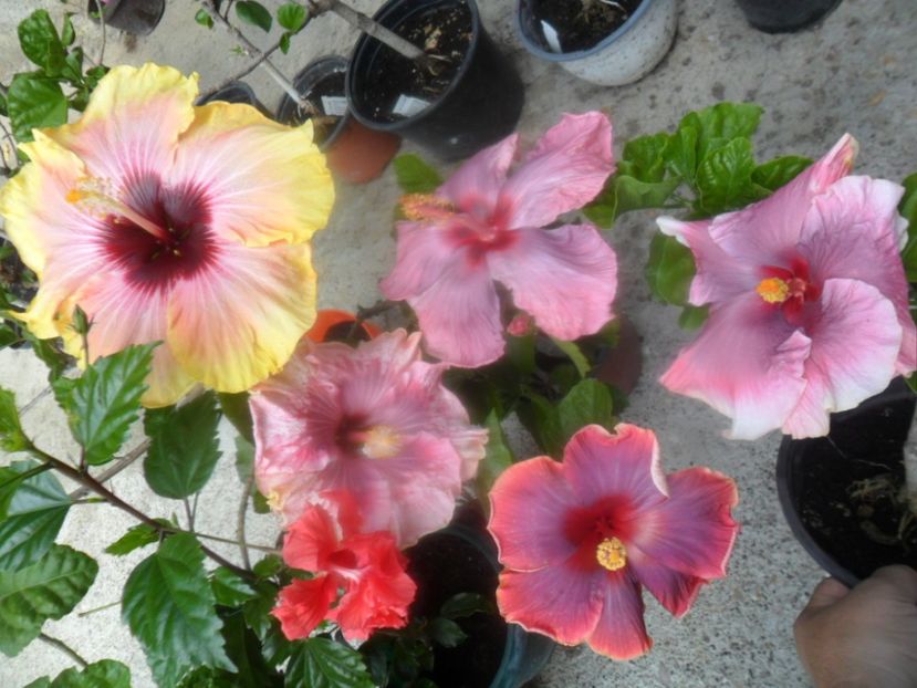  - hibiscusi 2018 2