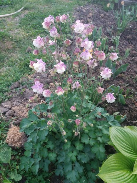  - Gradina 2018