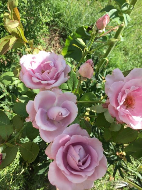 sissi - Trandafiri la balta