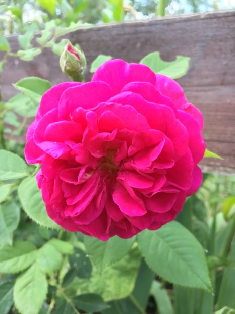 B8E8EBDB-E9FC-46ED-A3DD-A939D9BDE4F8 - Trandafiri la balta