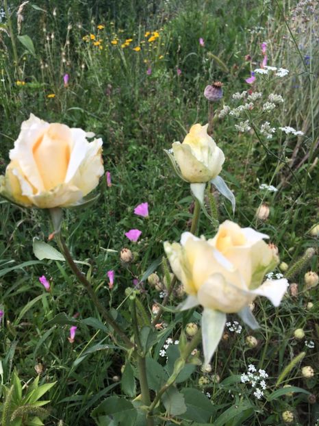 Casanova - Trandafiri la balta