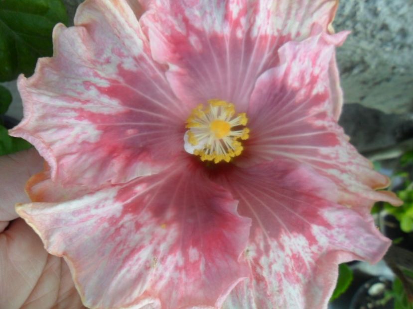  - tahitian lavender extraordinary