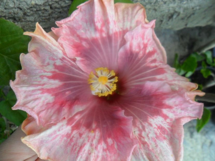  - tahitian lavender extraordinary