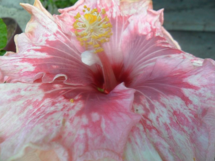  - tahitian lavender extraordinary