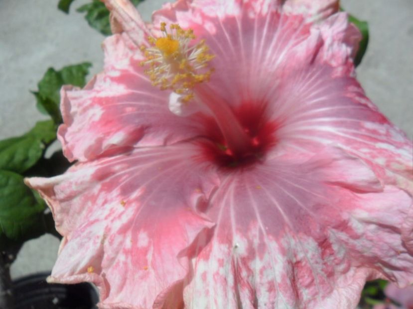  - tahitian lavender extraordinary