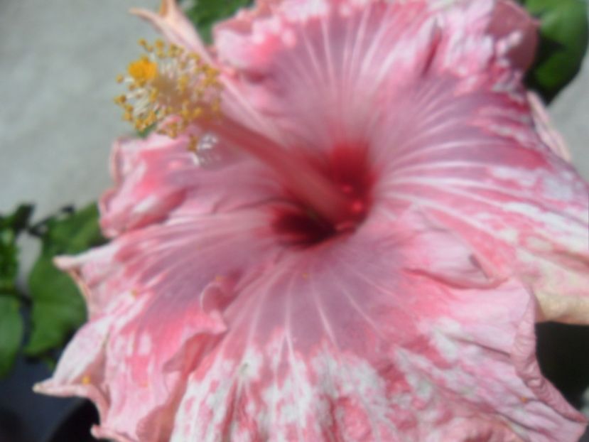  - tahitian lavender extraordinary