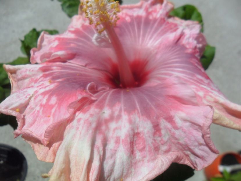  - tahitian lavender extraordinary