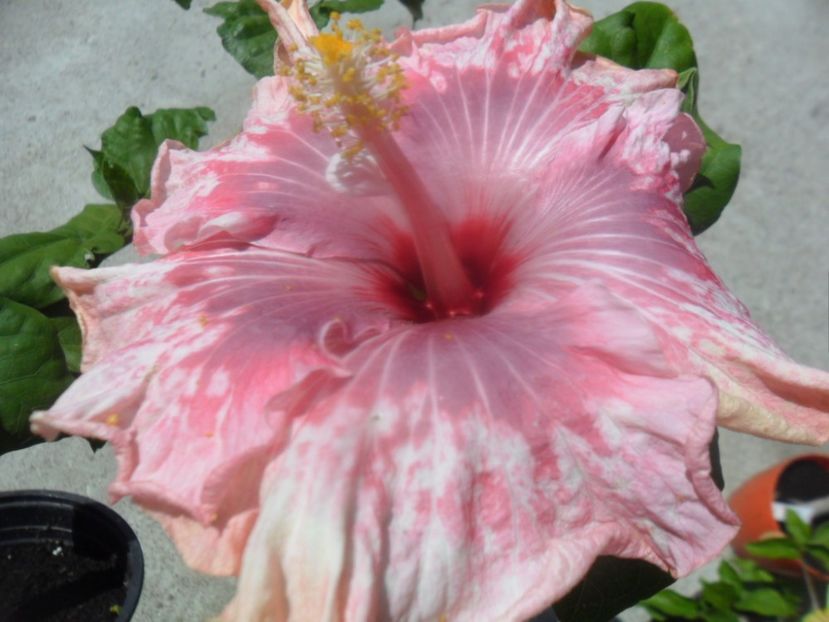  - tahitian lavender extraordinary