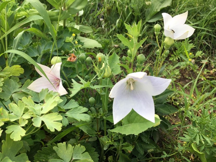 EDE459B0-2EB6-44AD-B5AC-B28A23FB893D - Platycodon floare balon