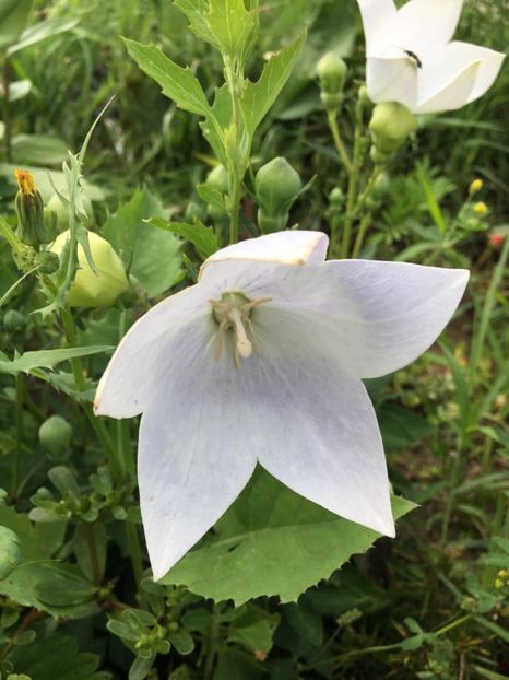 82D244E9-1B38-4498-AD52-A5DEA93916E2 - Platycodon floare balon