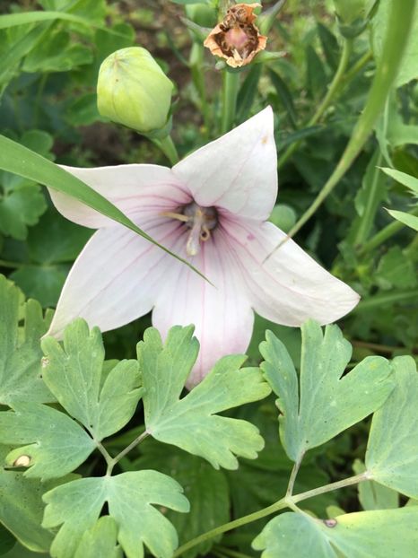 1964E9F9-EC8C-4A89-80FC-ADE57DF25464 - Platycodon floare balon