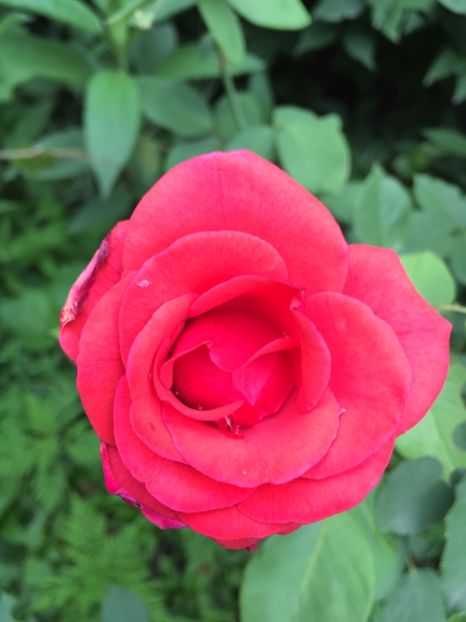 necunoscut - Trandafiri 2018 ll