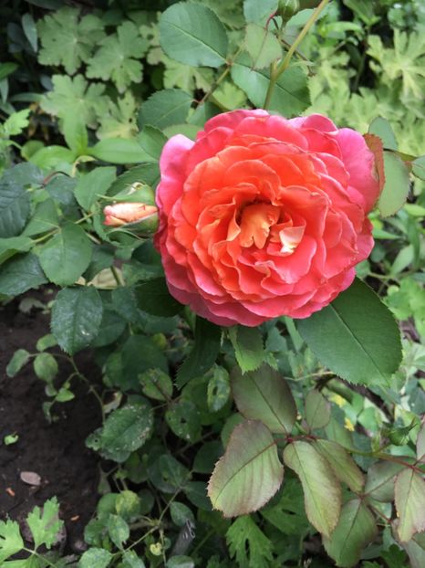 86CB56A4-E6E4-4178-B8BB-9CCD8991EF35 - Trandafiri 2018 ll