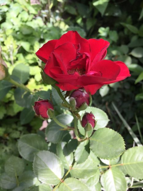 julia’s child ?!! Gradinamax - Trandafiri 2018 ll