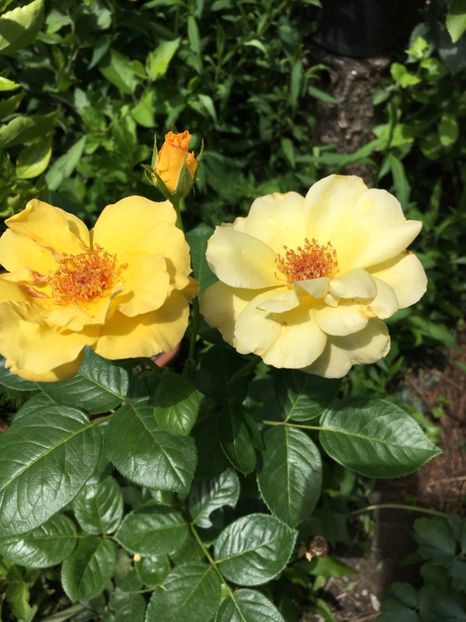 Sweet honey - Trandafiri 2018 ll