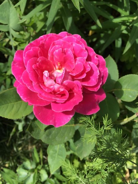 gradinamax - Trandafiri 2018 ll