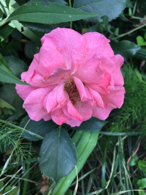 parade - Trandafiri 2018 ll