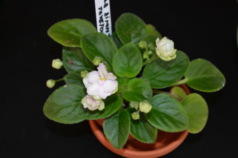 RS - Winter Flower (trailer)(Floare de iarna) - Violete colectia 2018