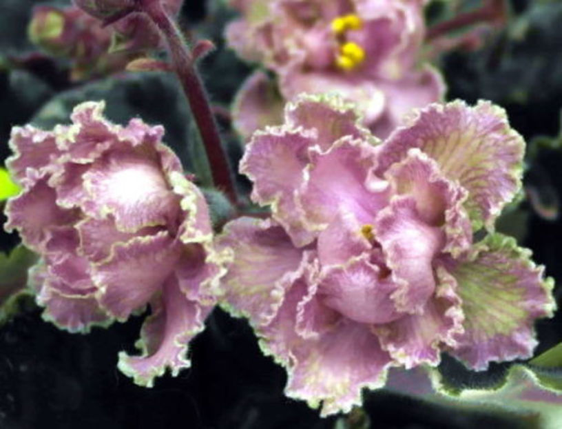 Le Cardamon - Violete colectia 2018