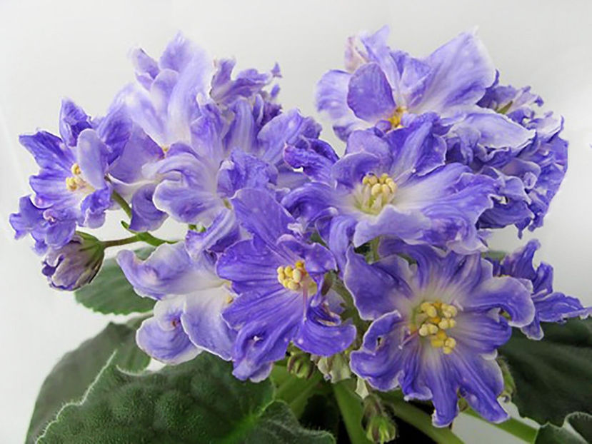 Lick-Soul Fantasy (Suflet Fantezie) - Violete colectia 2018