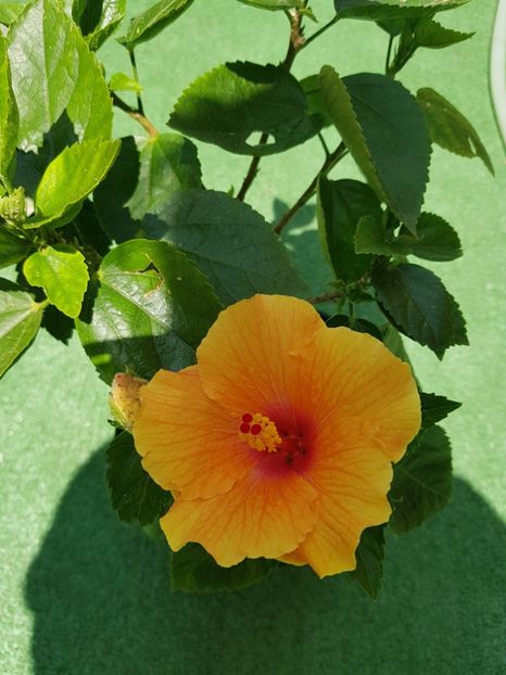  - 1-2 HIBISCUS