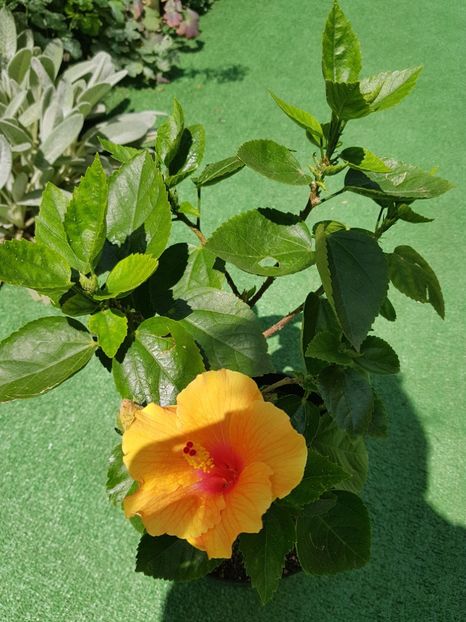  - 1-2 HIBISCUS