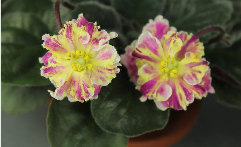 AV - Mimoza - Violete colectia 2018