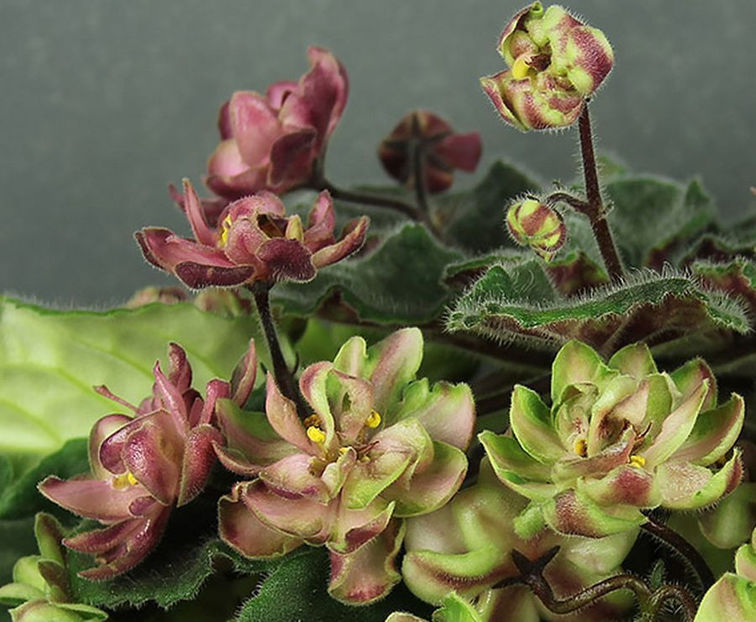 AB - Wild Hops - Violete colectia 2018