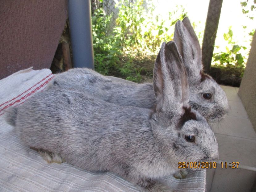 2 fem. !!! - xxx TINERET 2018 IEPURI