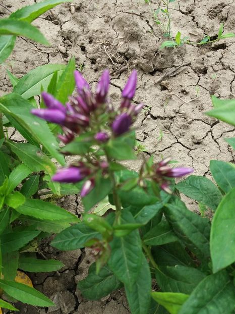  - 0Flori de interior si exterior 2018