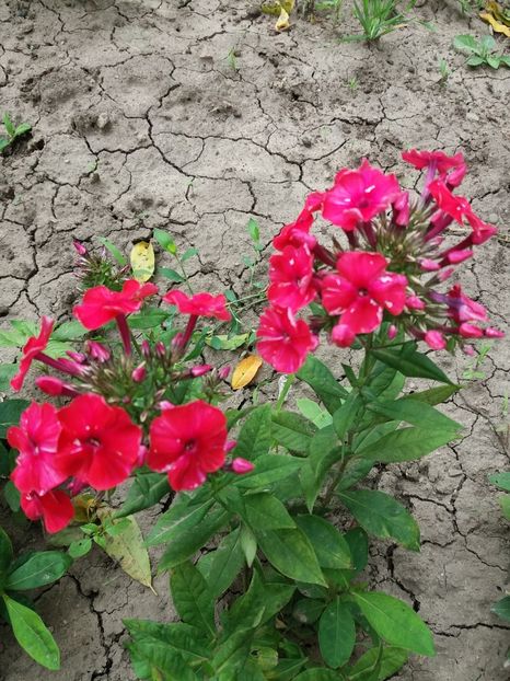  - 0Flori de interior si exterior 2018