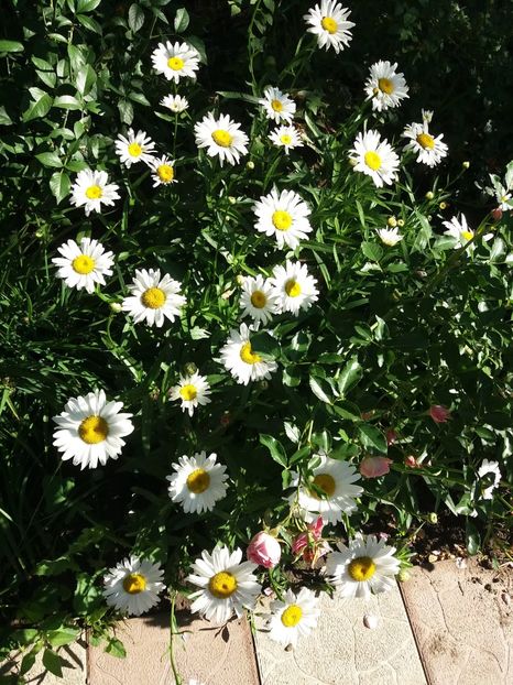  - 0Flori de interior si exterior 2018