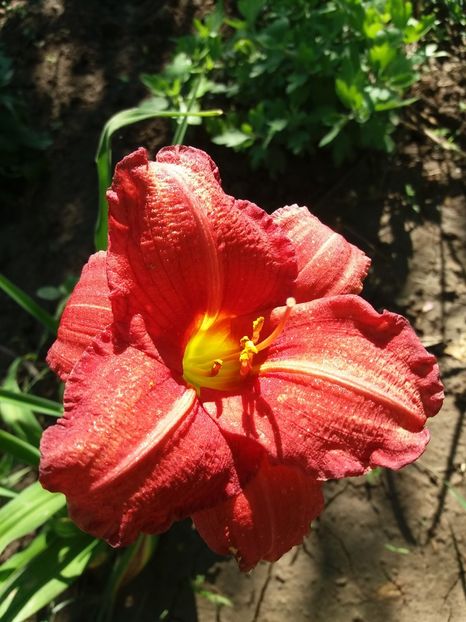  - 0Flori de interior si exterior 2018