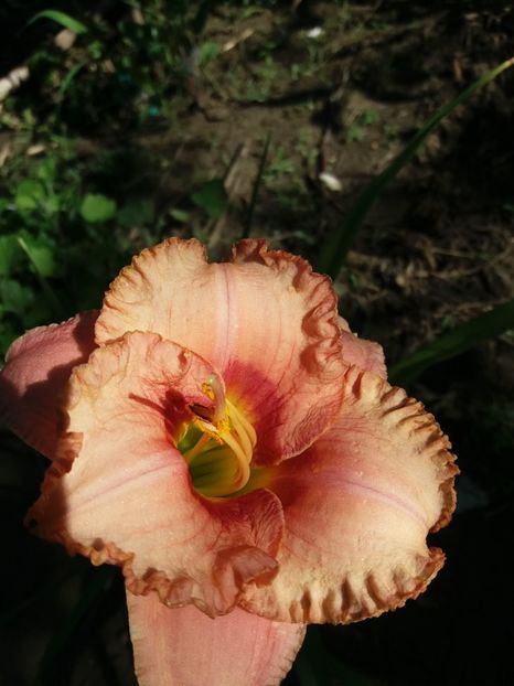  - 0Flori de interior si exterior 2018