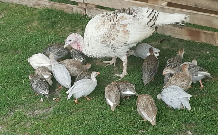  - a-Pui de Bibilică 2018