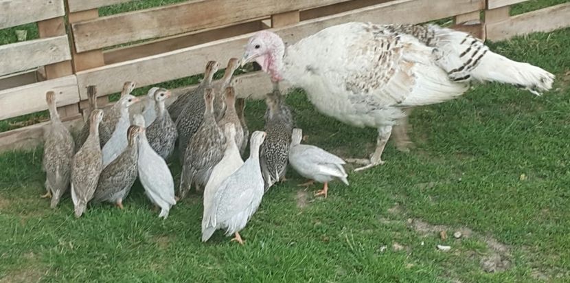  - a-Pui de Bibilică 2018