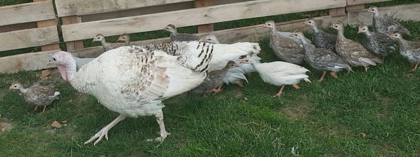  - a-Pui de Bibilică 2018