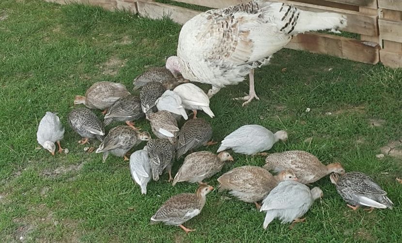  - a-Pui de Bibilică 2018