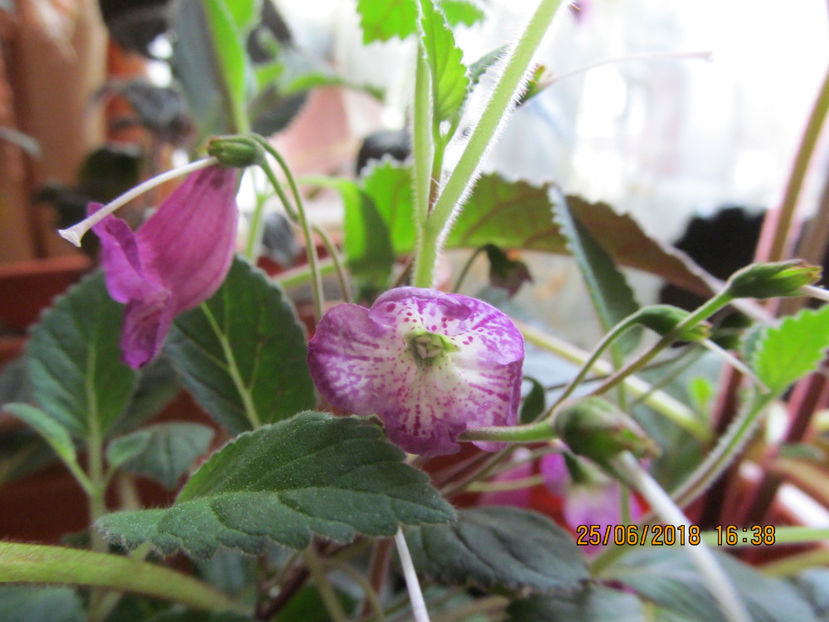  - Smithicodonia Heartland s Joy