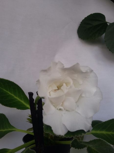 White  Bird  (25-06-2018) - Gloxinii 2018