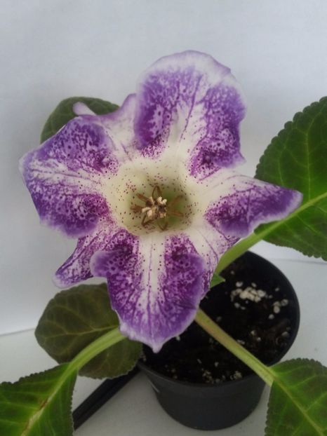 Tigrina blue  (25-06-2018) - Gloxinii 2018