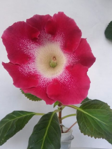 Dream1 (25-06-2018) - Gloxinii 2018