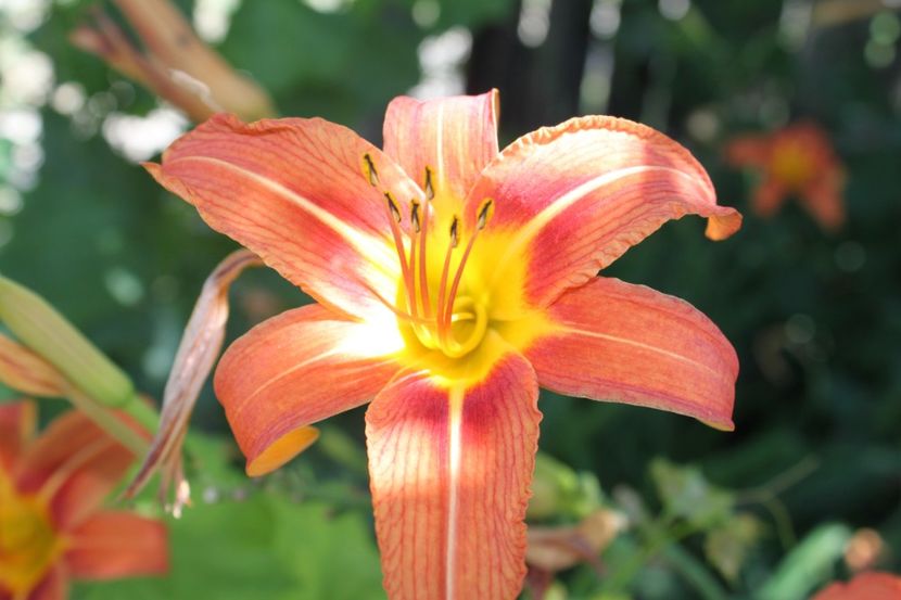 hemerocallis fulva - flori diverse