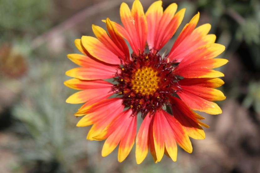 gaillardia aristata - flori diverse