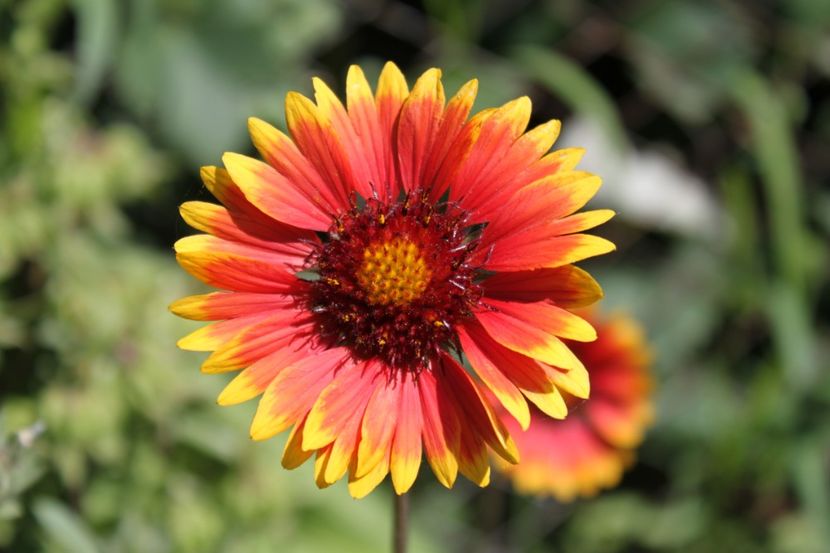 gaillardia aristata 1 - flori diverse