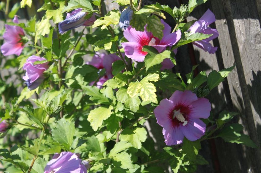 Hibiscus Syriacus - flori diverse