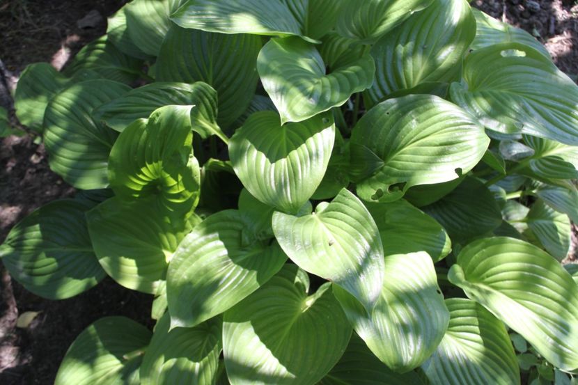 hosta - flori diverse