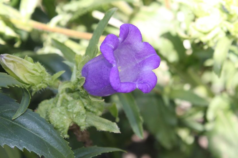 clopotei 1 - flori diverse