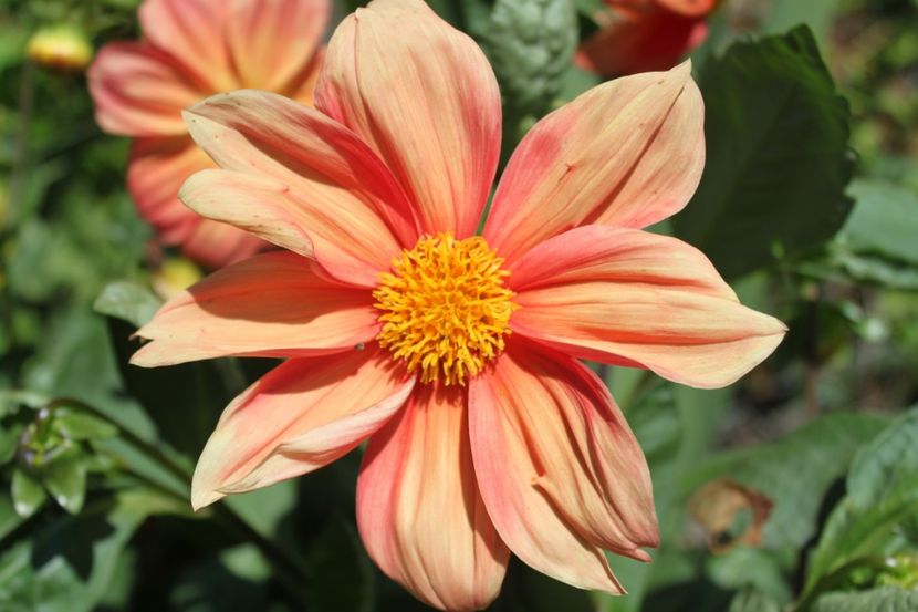 dalie - flori diverse