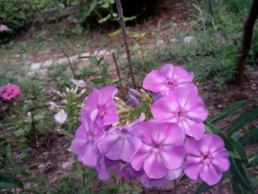  - Phlox zise și brumărele